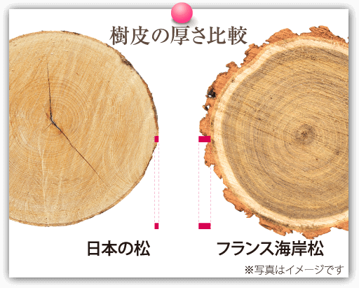 樹皮の厚さ比較画像
